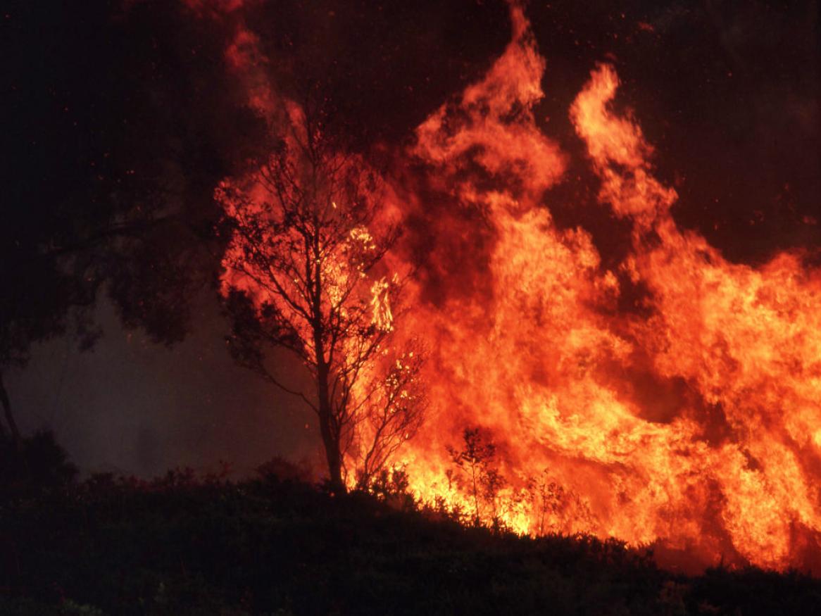 small tree burning in a bush fire, with dark smoke in background