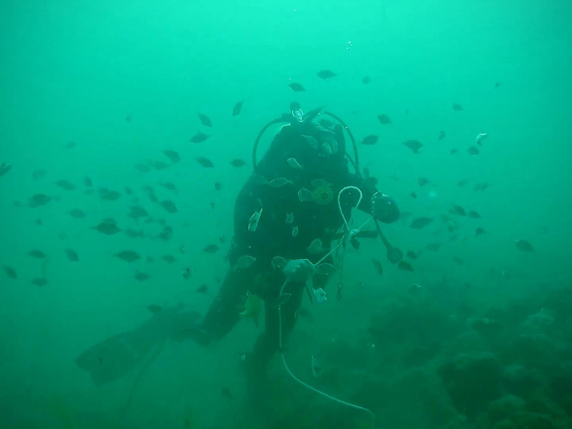 Diver with Windara fish