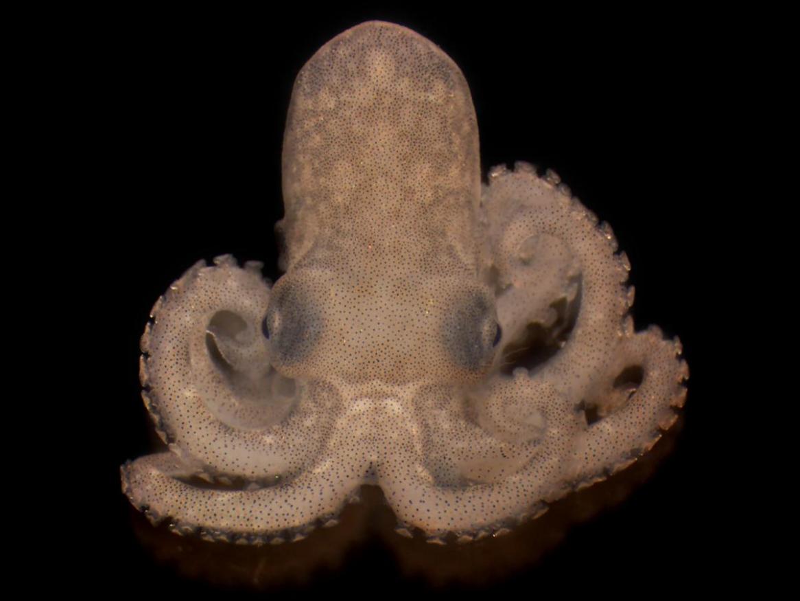 A newly hatched Octopus berrima
