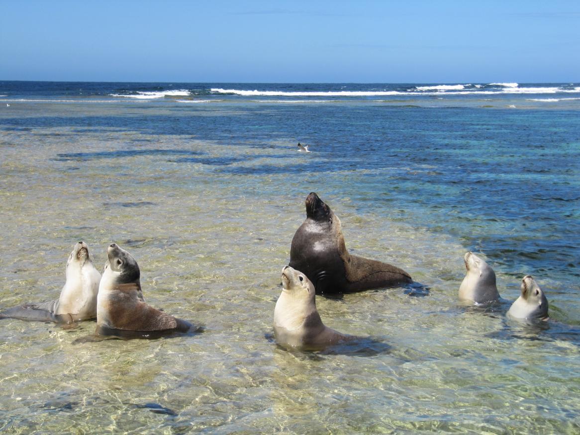 Group of seals on a beach