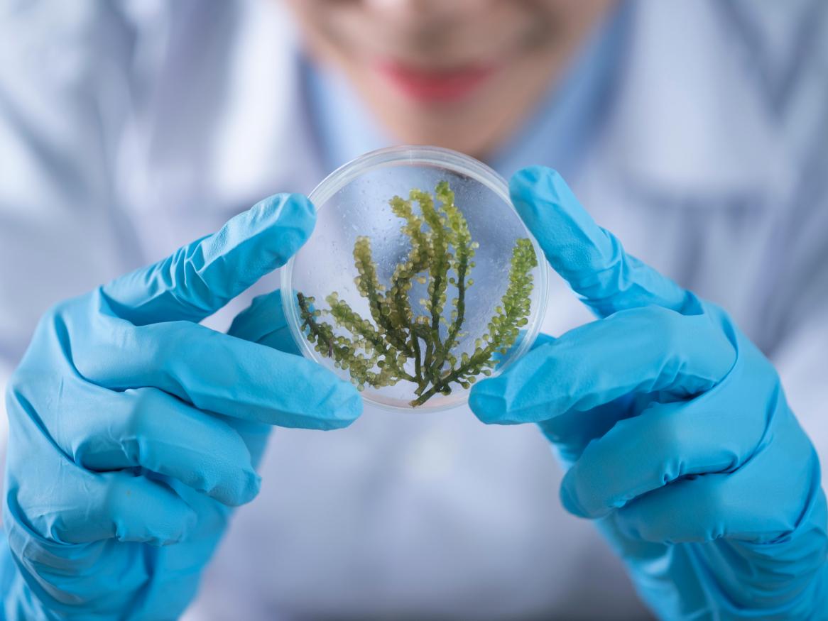 Scientist showing Petri dish with plant