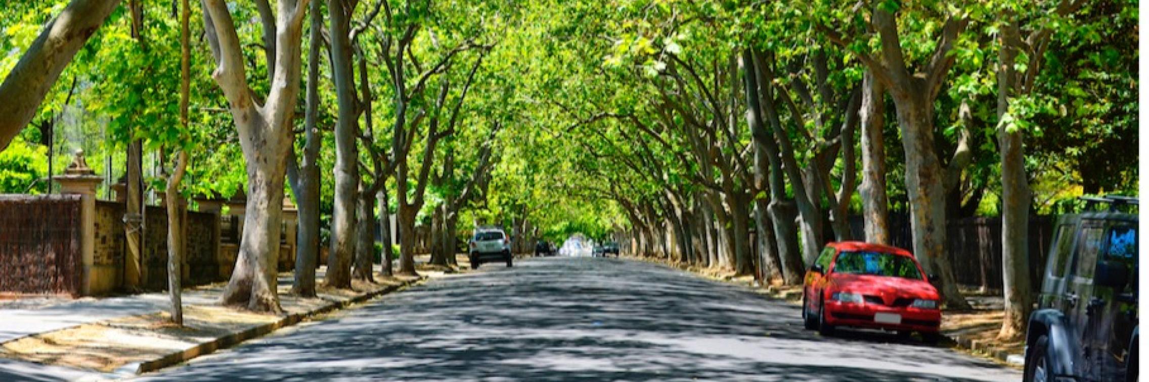 tree lined street 