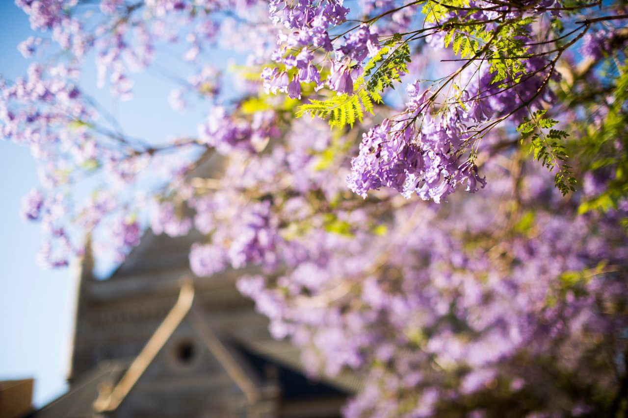 North Terrace campus jacarandas in spring