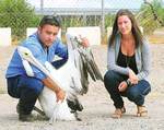 The President of Project Dolphin Safe and South Australian Seabird Rescue, Aaron Machado, with University of Adelaide forensic pathology student Ella Carapetis and Andy the pelican
Photo courtesy of <i>Messenger Community Newspapers</i>