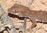 The actual gecko Diplodactylus tessellates
Photo courtesy of Paul Oliver