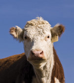 The Hereford cow Dominette, officially known as L1 Dominette 01449, which was used for the genome sequencing
Photo by Dr Michael D. MacNeil, USDA-Agricultural Research Service