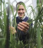 Professor Mark Tester at the Australian Centre for Plant Functional Genomics (ACPFG), Waite Campus, University of Adelaide
Photo by Naomi Jellicoe, courtesy of <i>The Advertiser</i>