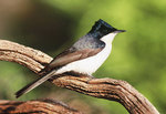 The Restless Flycatcher is among the bird species currently under threat in the Mt Lofty region
Photo by Lynn Pedler