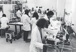 Past medical students in the Honours Laboratory