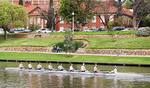 University of Adelaide rowers on the River Torrens