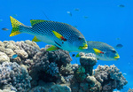 Diagonal banded Sweetlips fish (<i>Plectorhinchus lineatus</i>) on Agincourt reef, Great Barrier Reef
Photo by iStock
