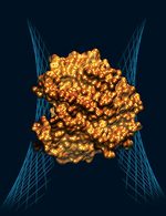 The 3D structure of the bacterial toxin
Image supplied by Monash University