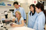 Dr Theresa Hickey (seated) with research assistants Kai Yan Mak, Ean Phing Lee and Sook Ching Lee. All will be working on the androgen receptor project.
Photo by Candy Gibson