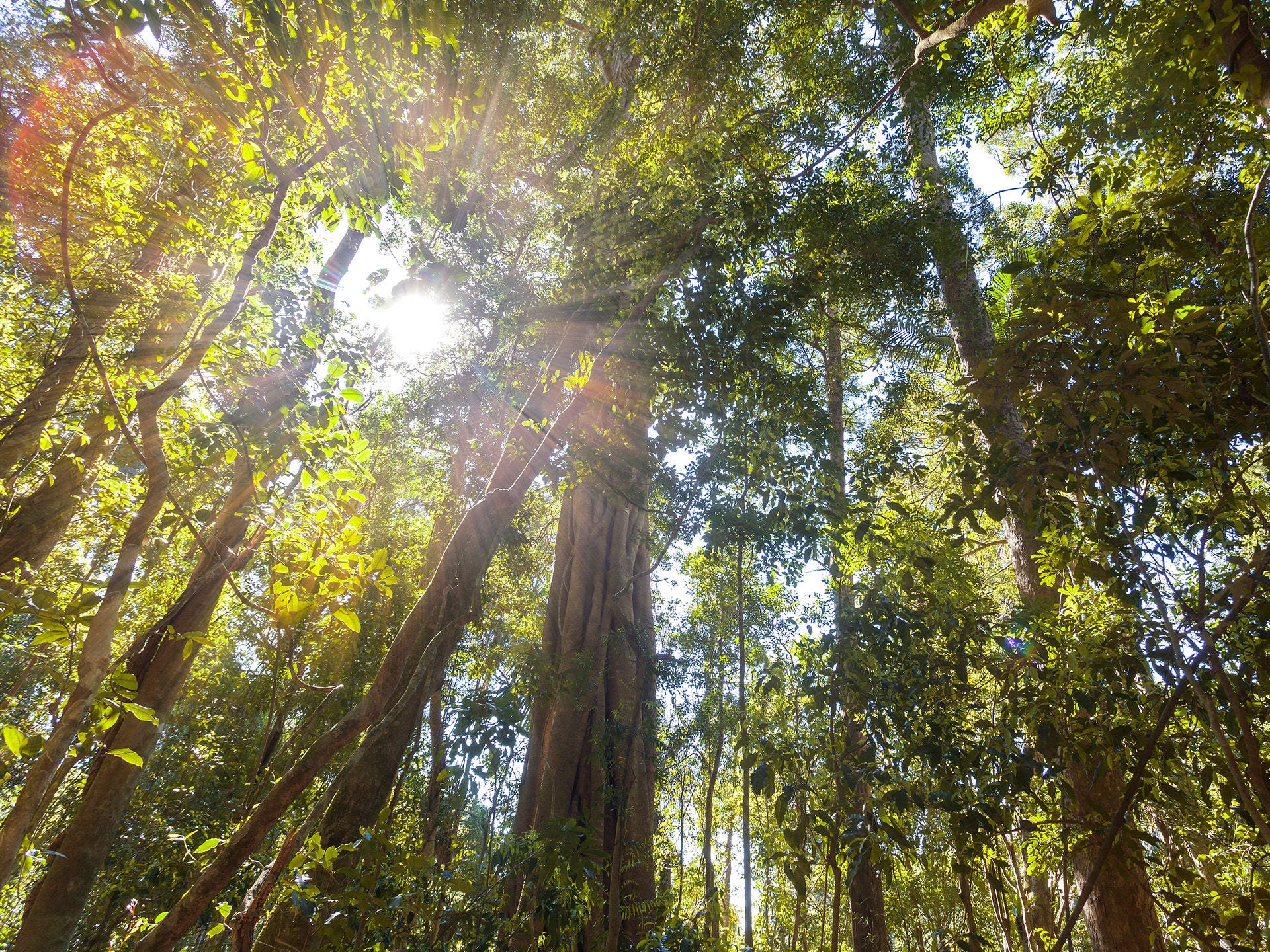 forest sunlight image