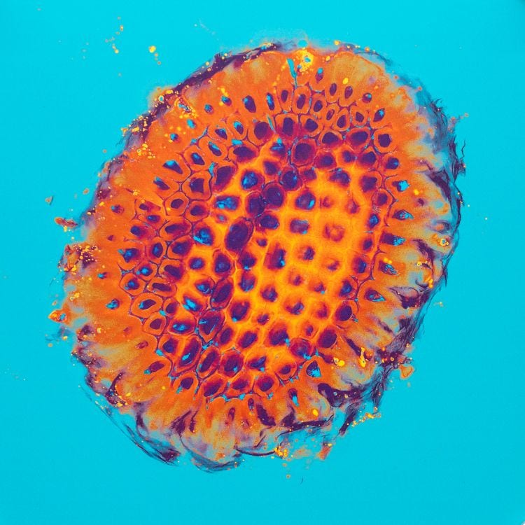 Microscopy image