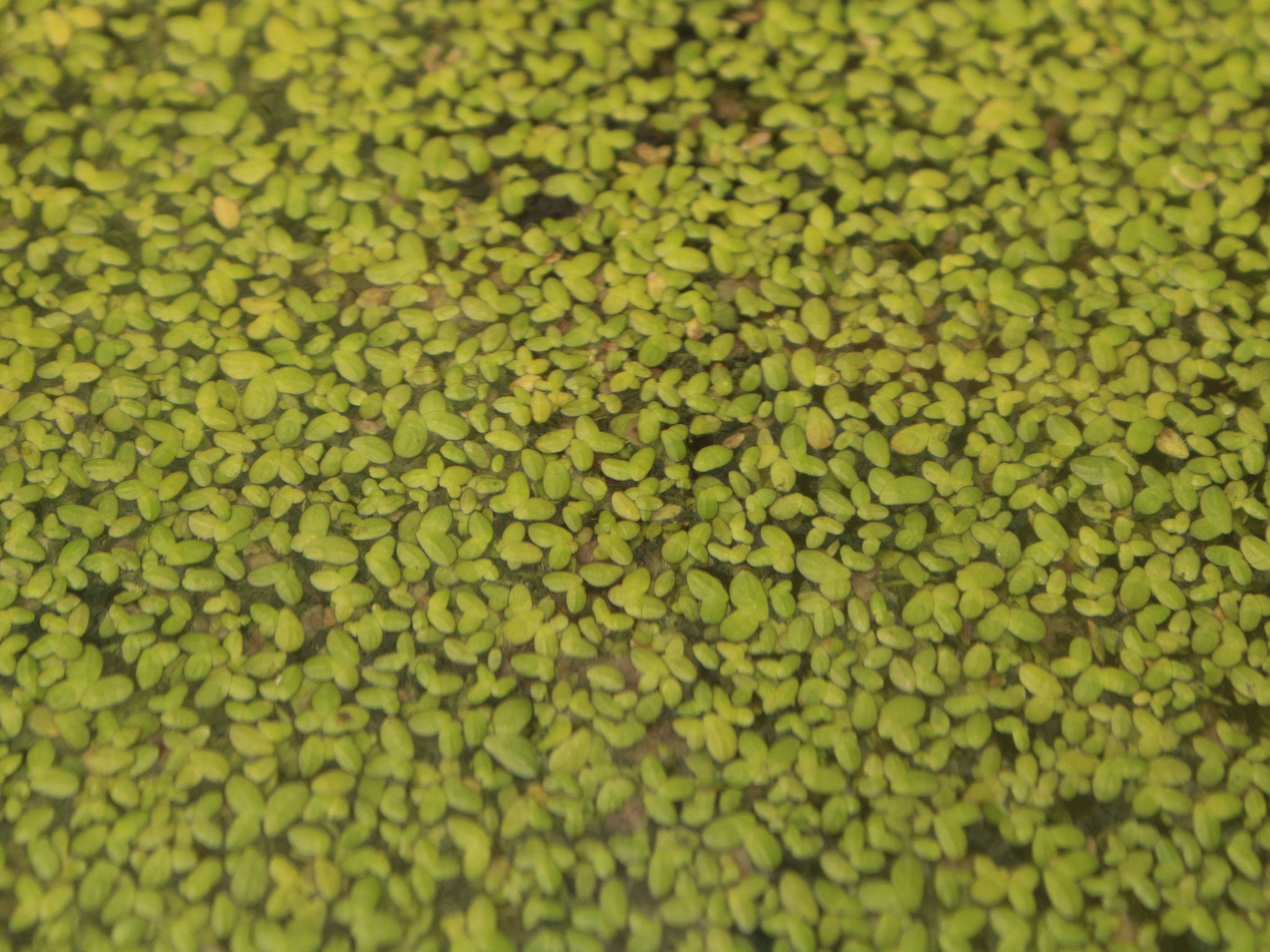 Duckweed crop