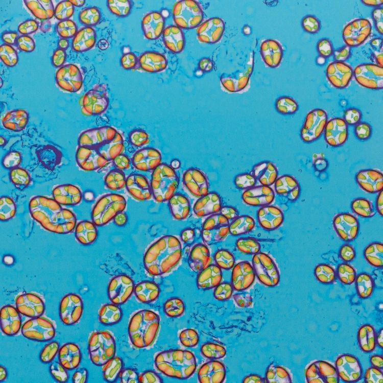 Microscopy image
