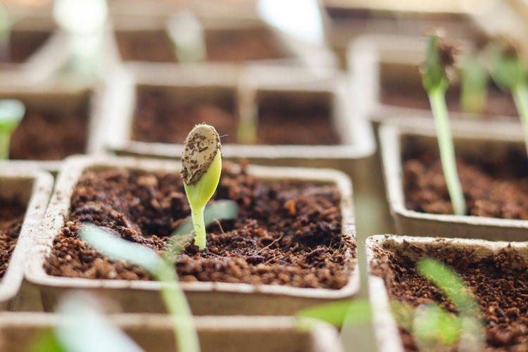 A plant germinating
