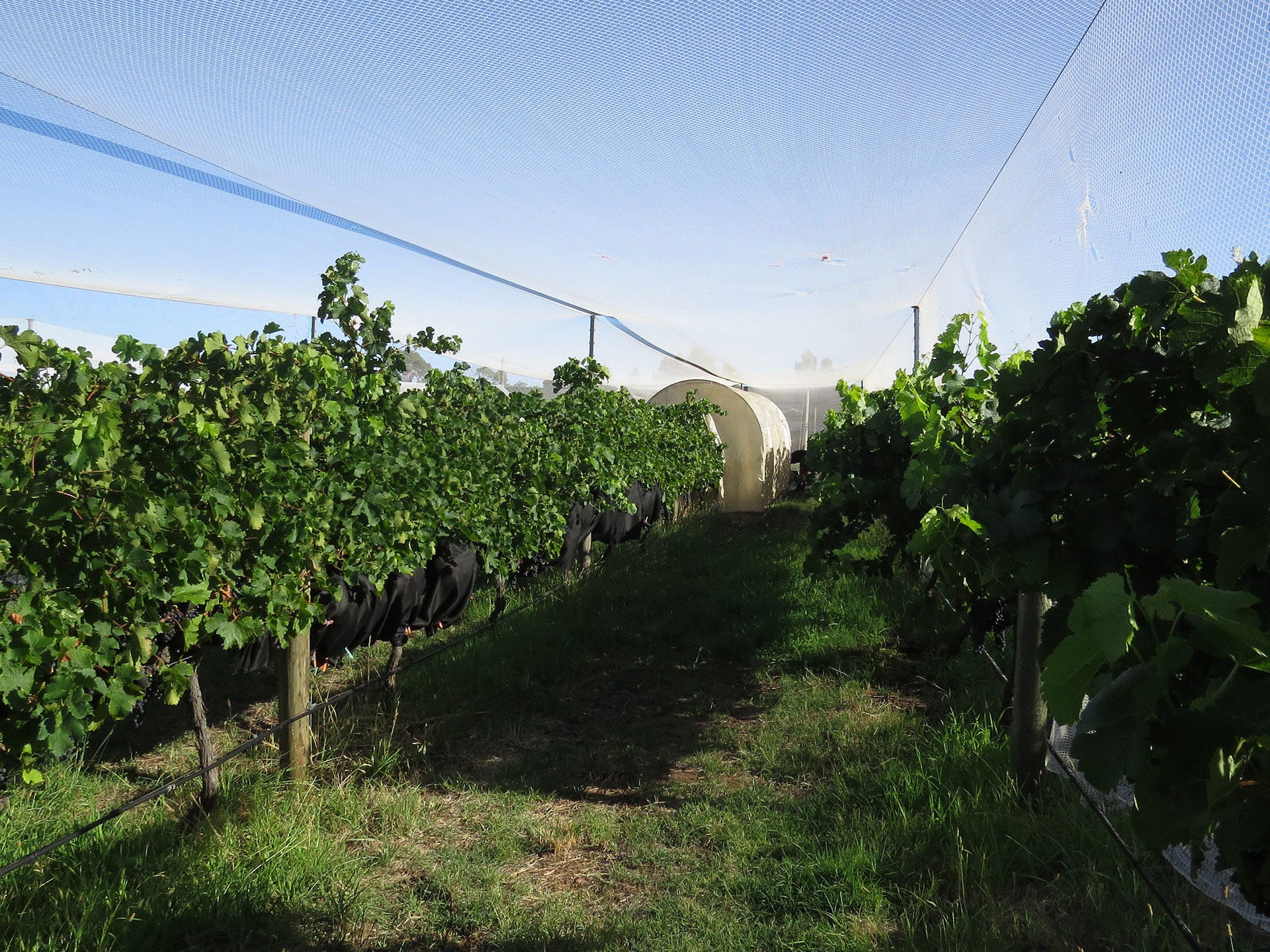 Agriculture farm image