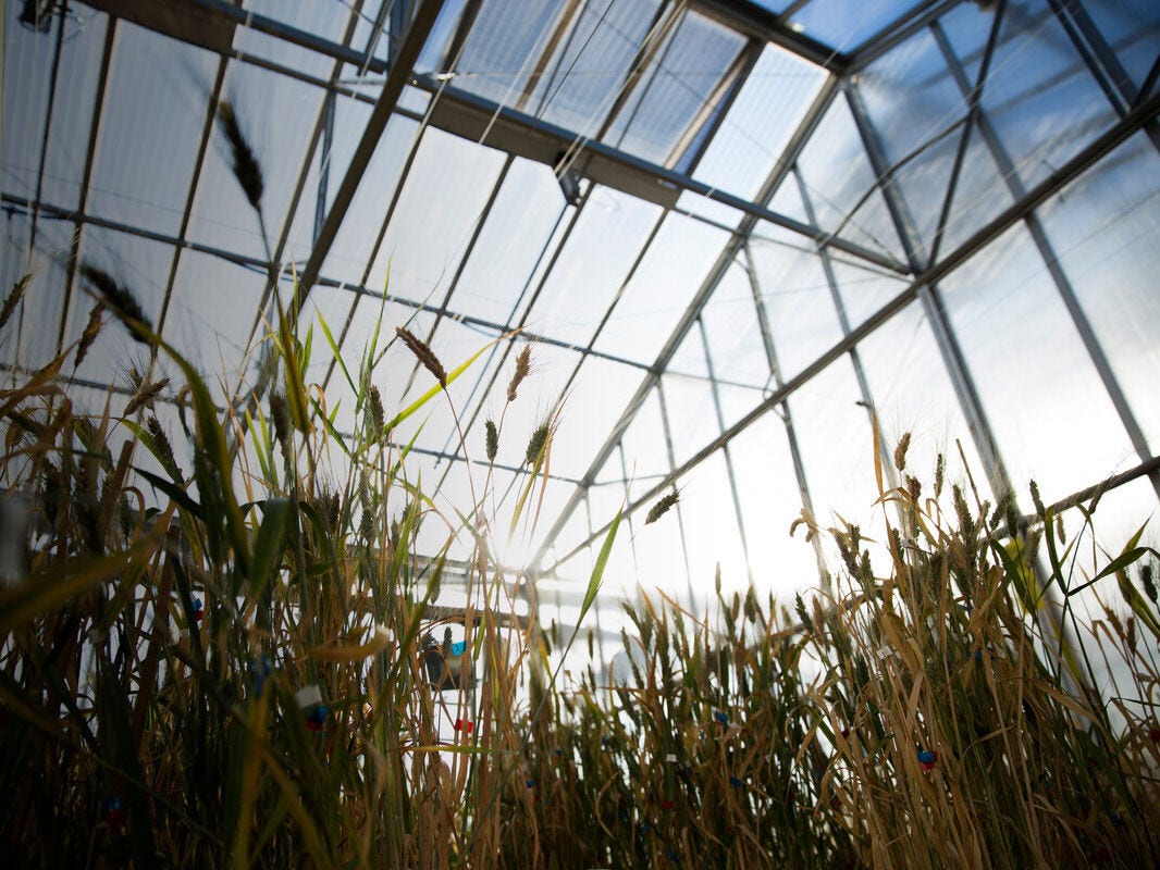 Wheat growing in a greenhouse for research