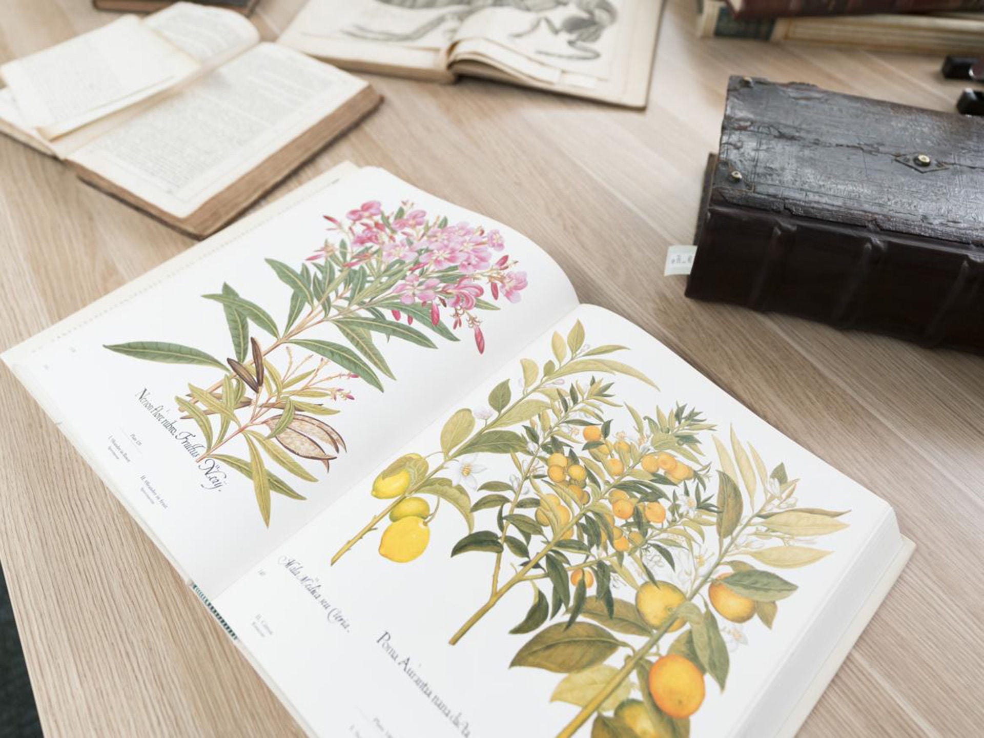 Photo of some rare books open on a table showing one with detailed illustrations of plants.