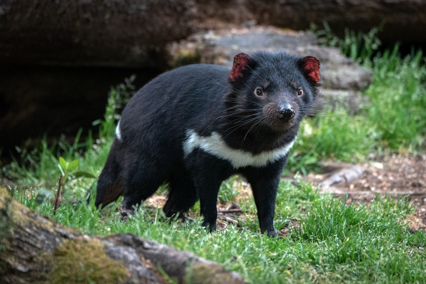 Tasmanian devil