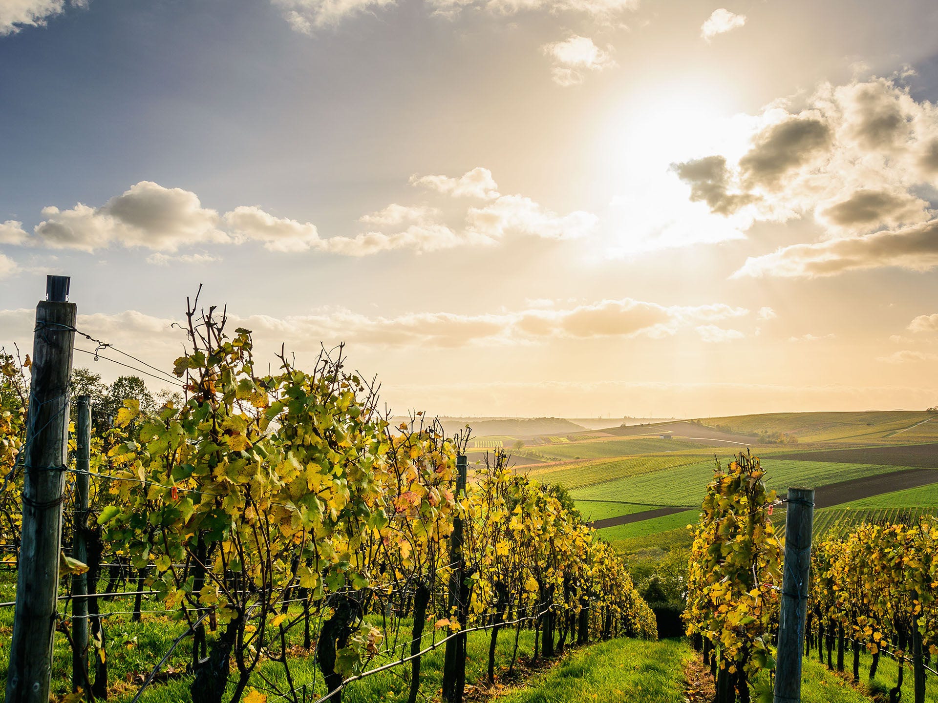 The sun setting over vineyards