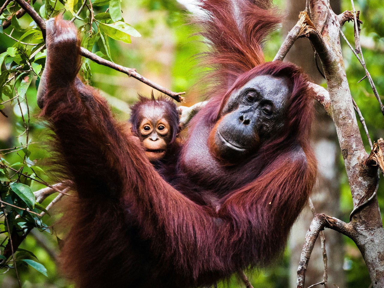 An orangutan in the trees
