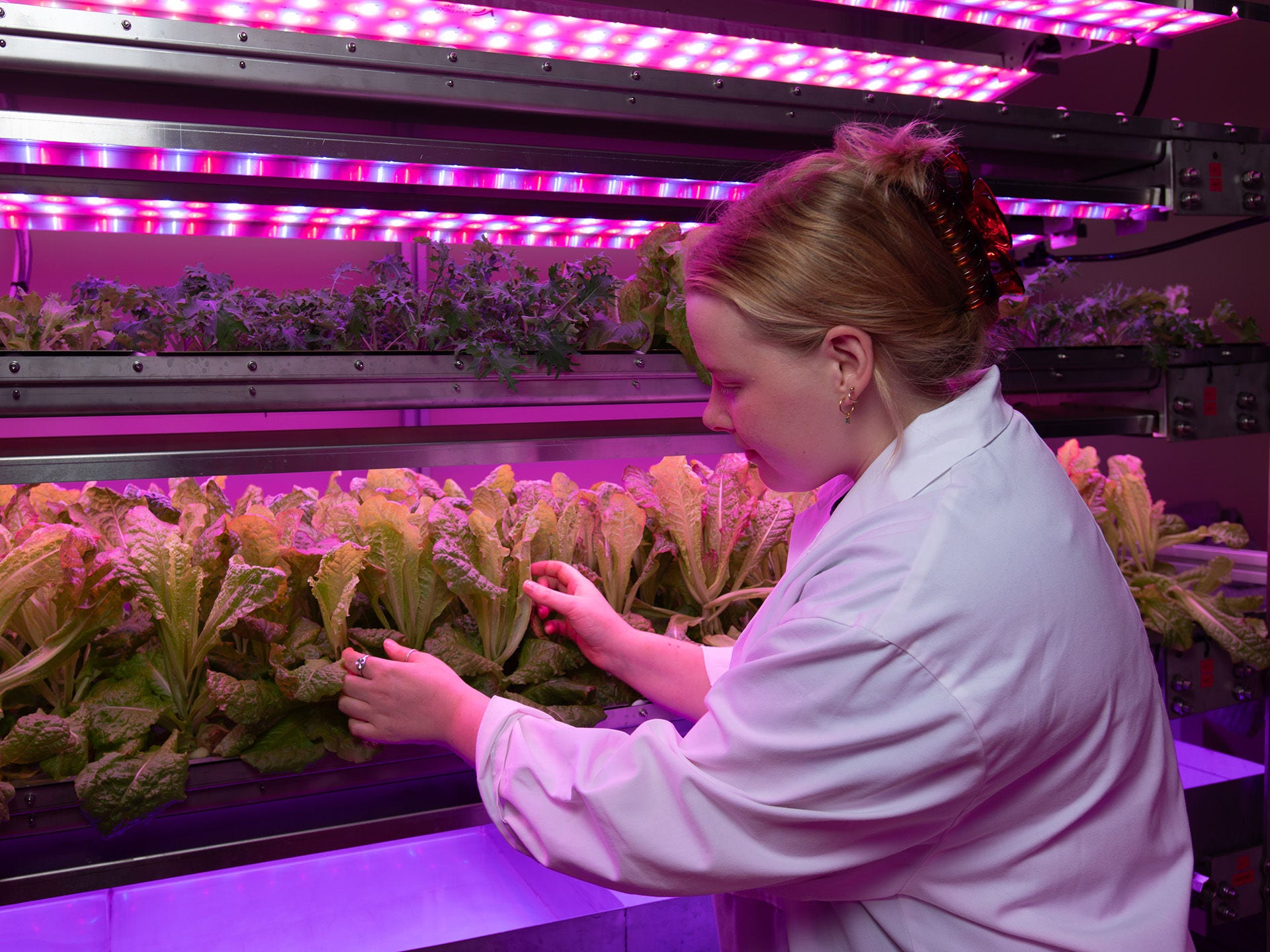Adelaide University researchers in a lab growing plants for space