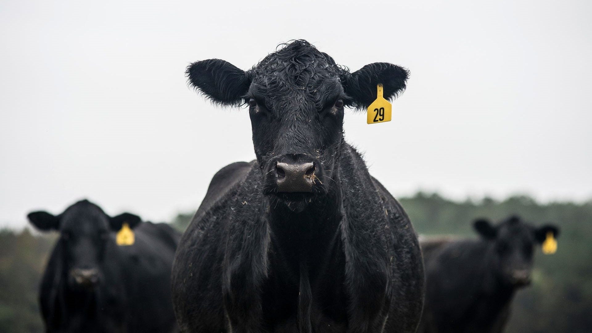 Black cows in a paddock