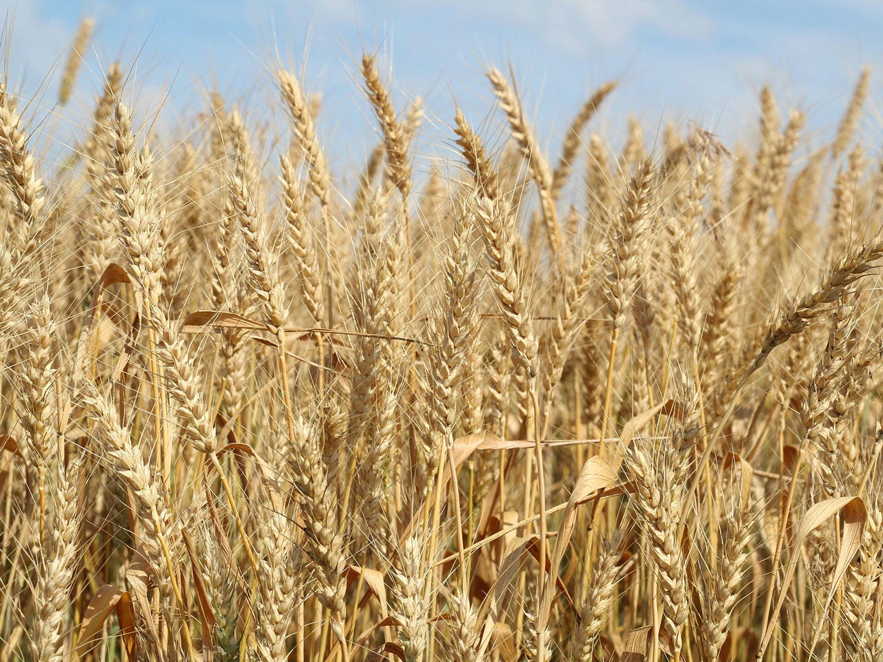 A barley crop