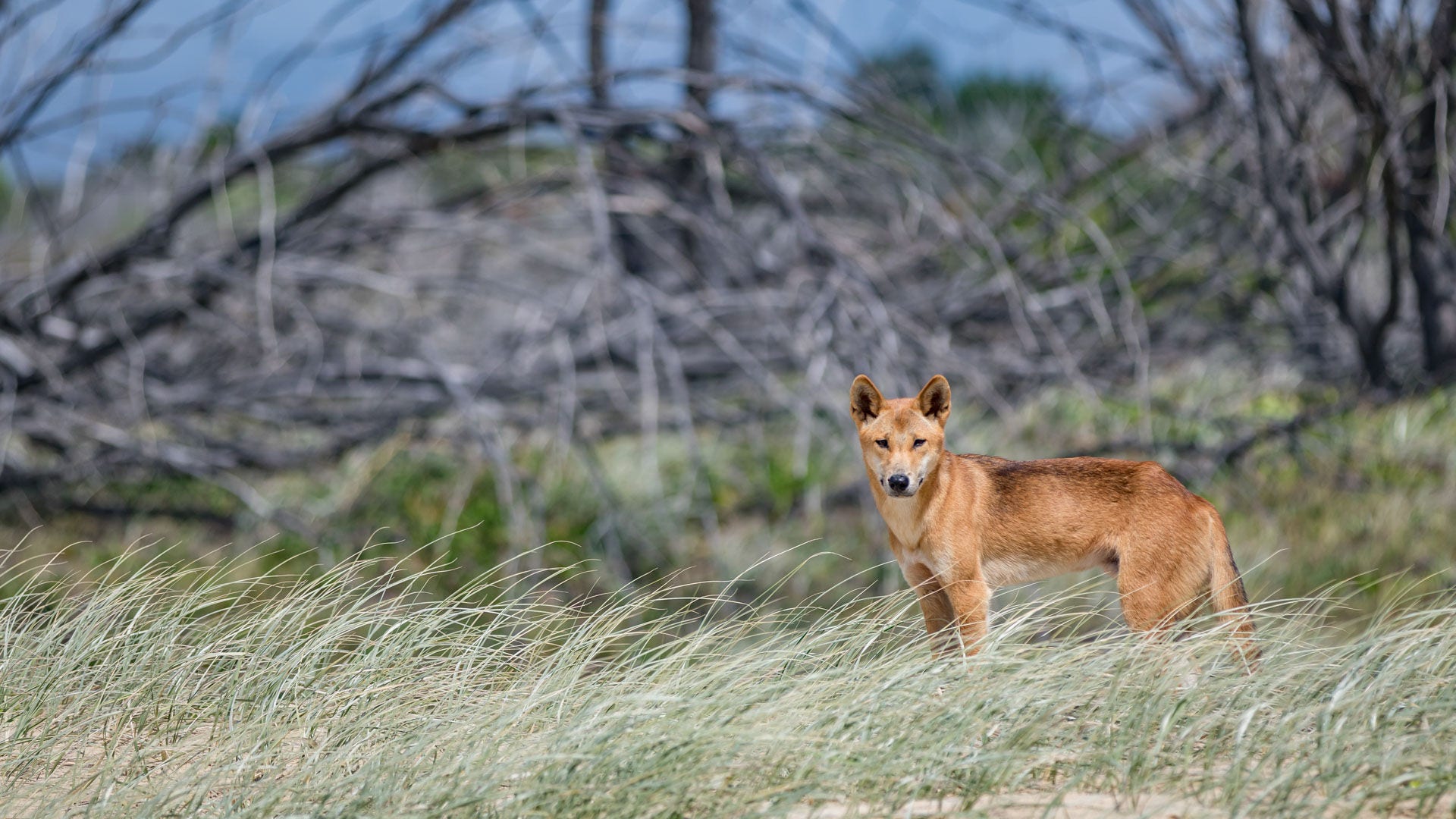 Dingo
