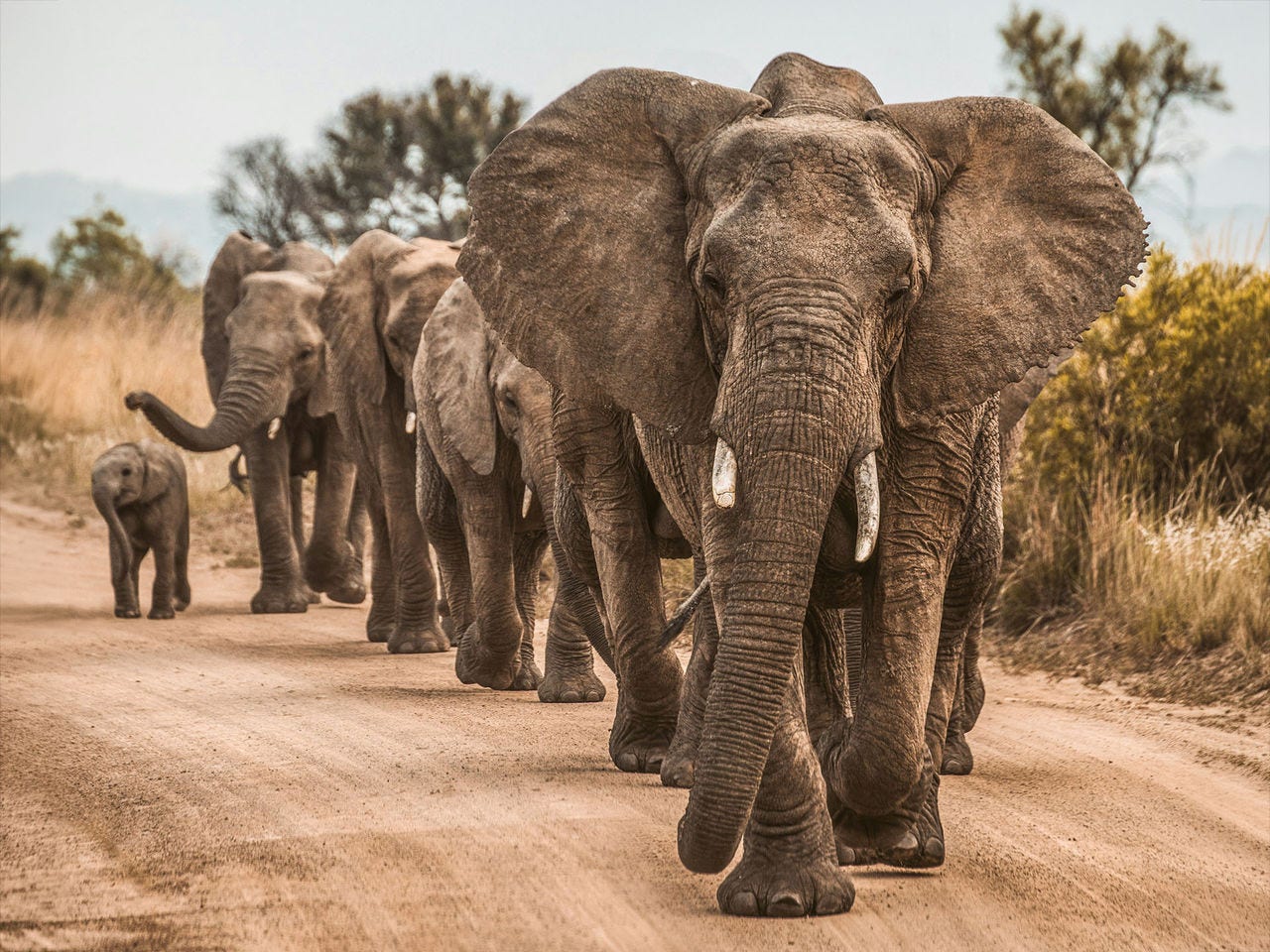 A herd of elephants walking