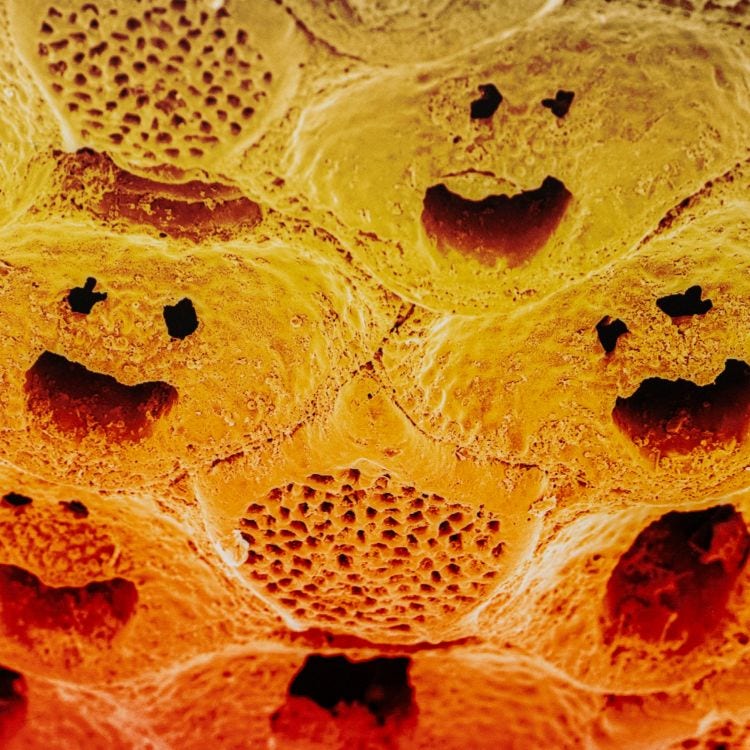 Microscopy image