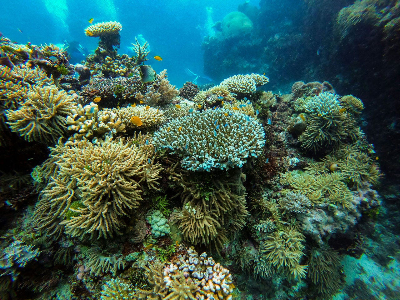 Coral reef in the Timor-Leste region