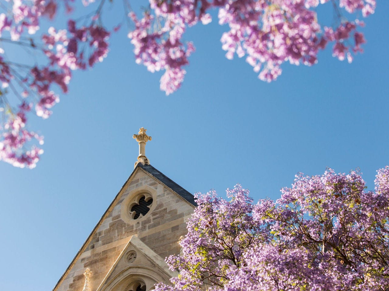 Adelaide University building on North Terrace on campus with jacarrandas