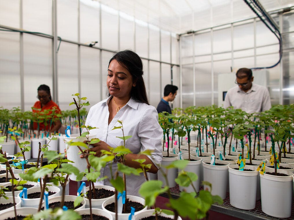 Plants growing in a research setting