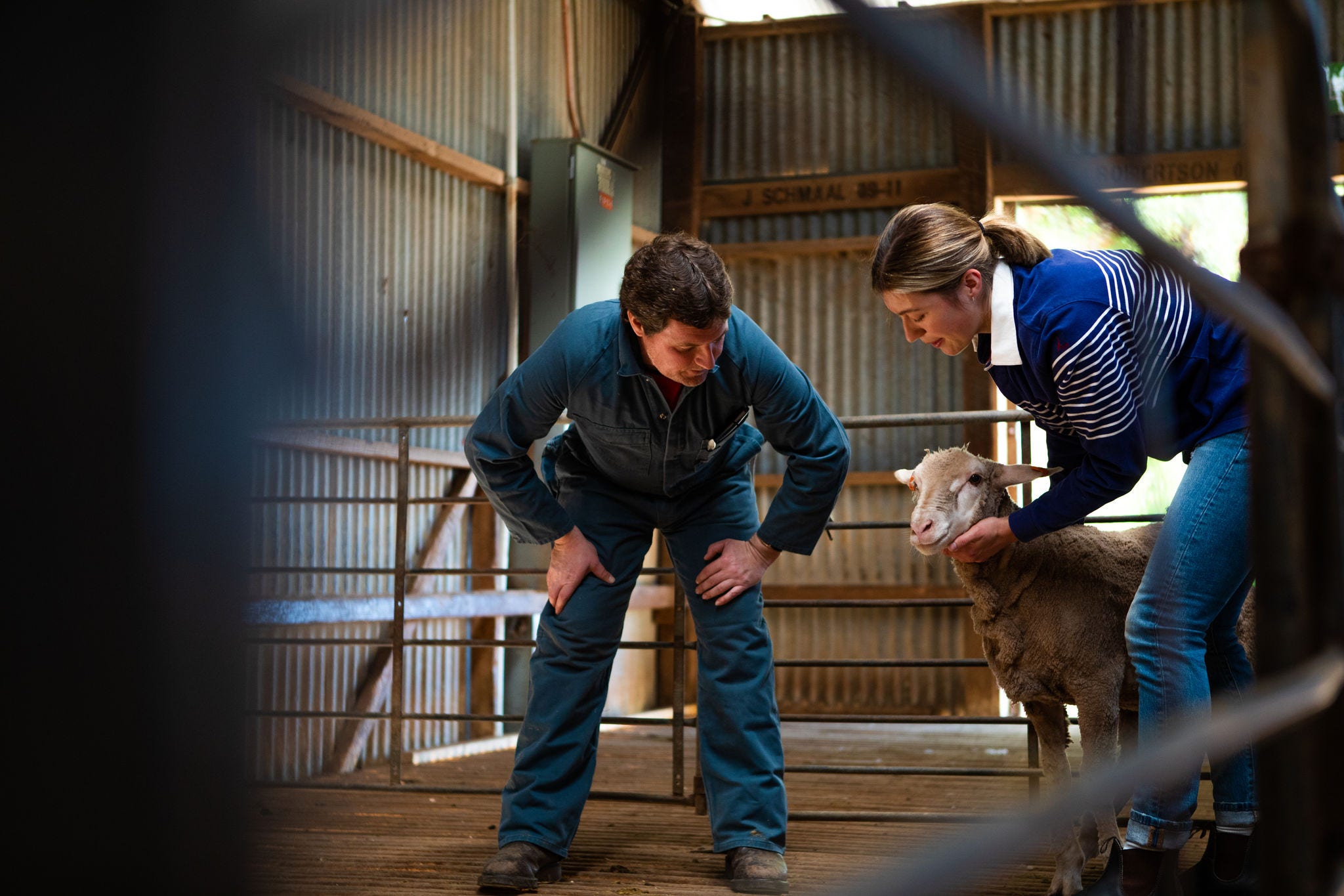 Roseworthy - Undergraduate Agricultural Sciences class, sheep handling