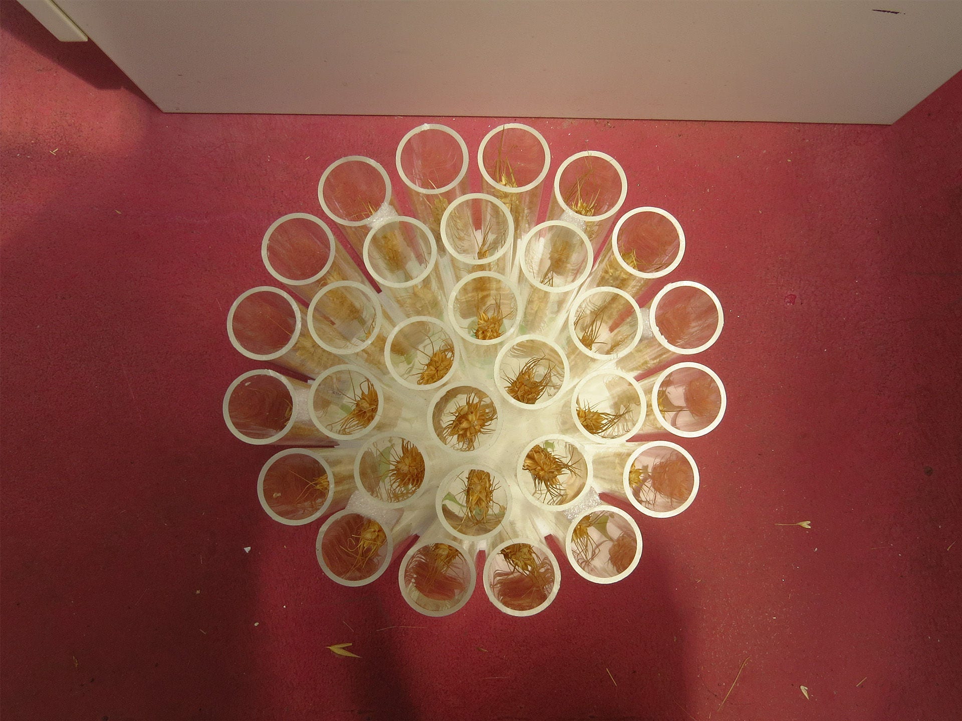 Agriculture crop sample processing image