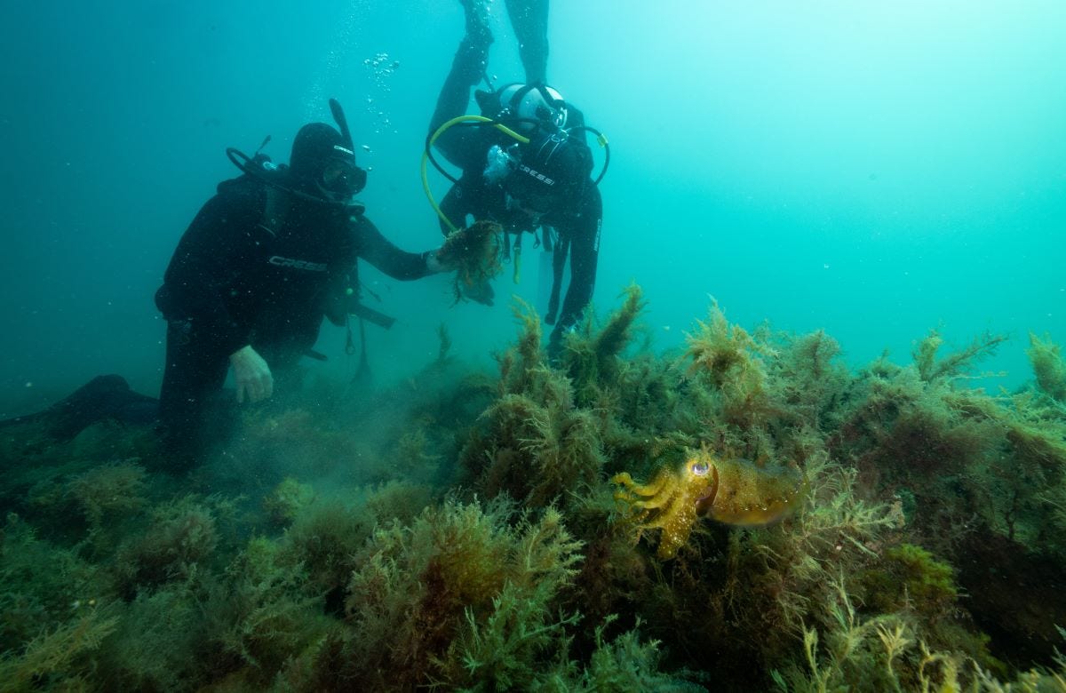 Dr Dominic McAfee and Professor Sean Connell diving at a reef