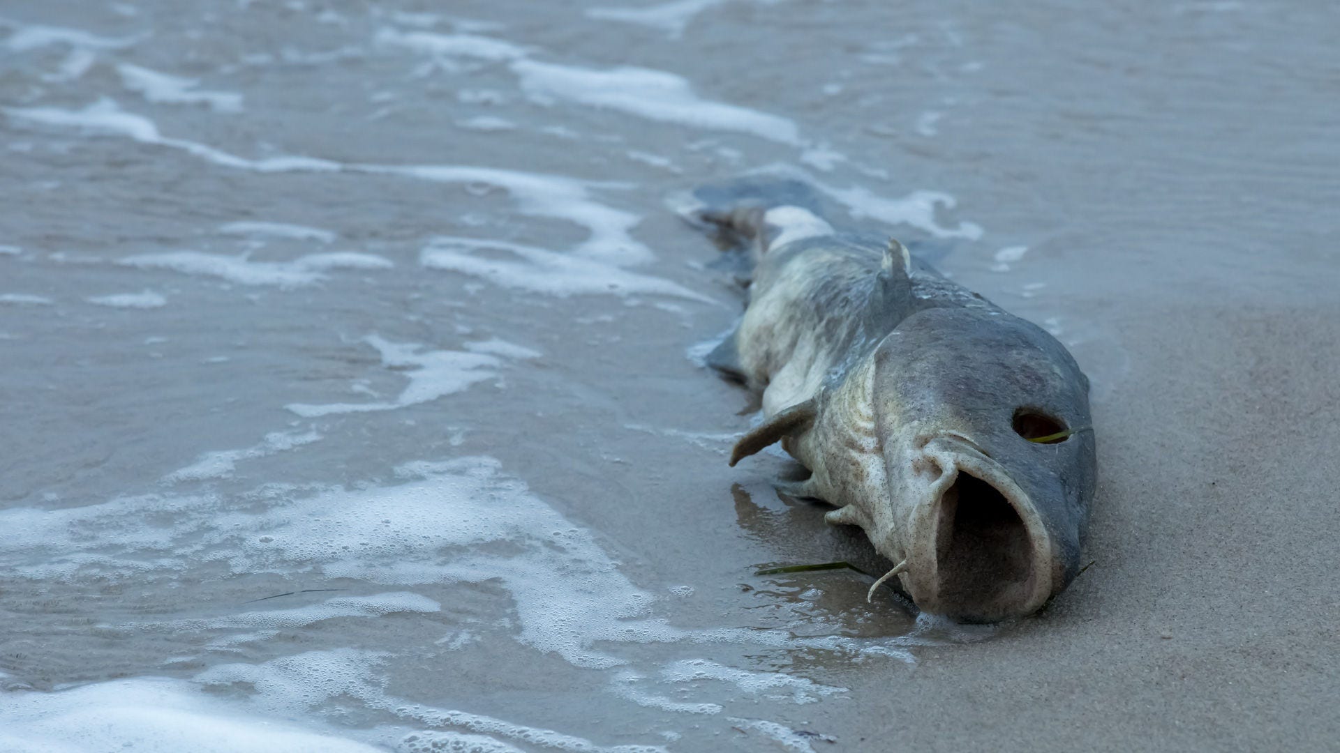 Dead fish on shore