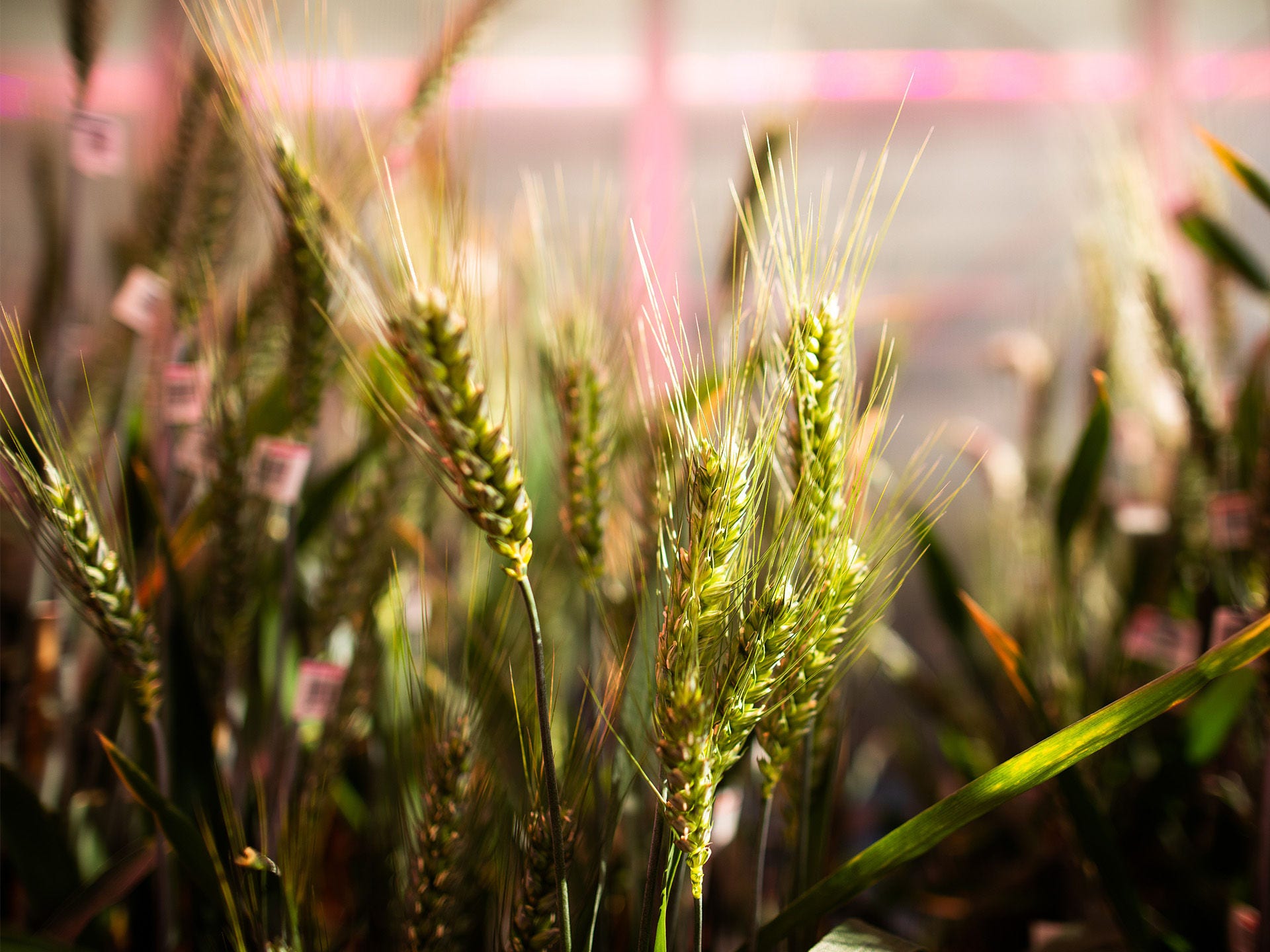 Agriculture wheat crop image