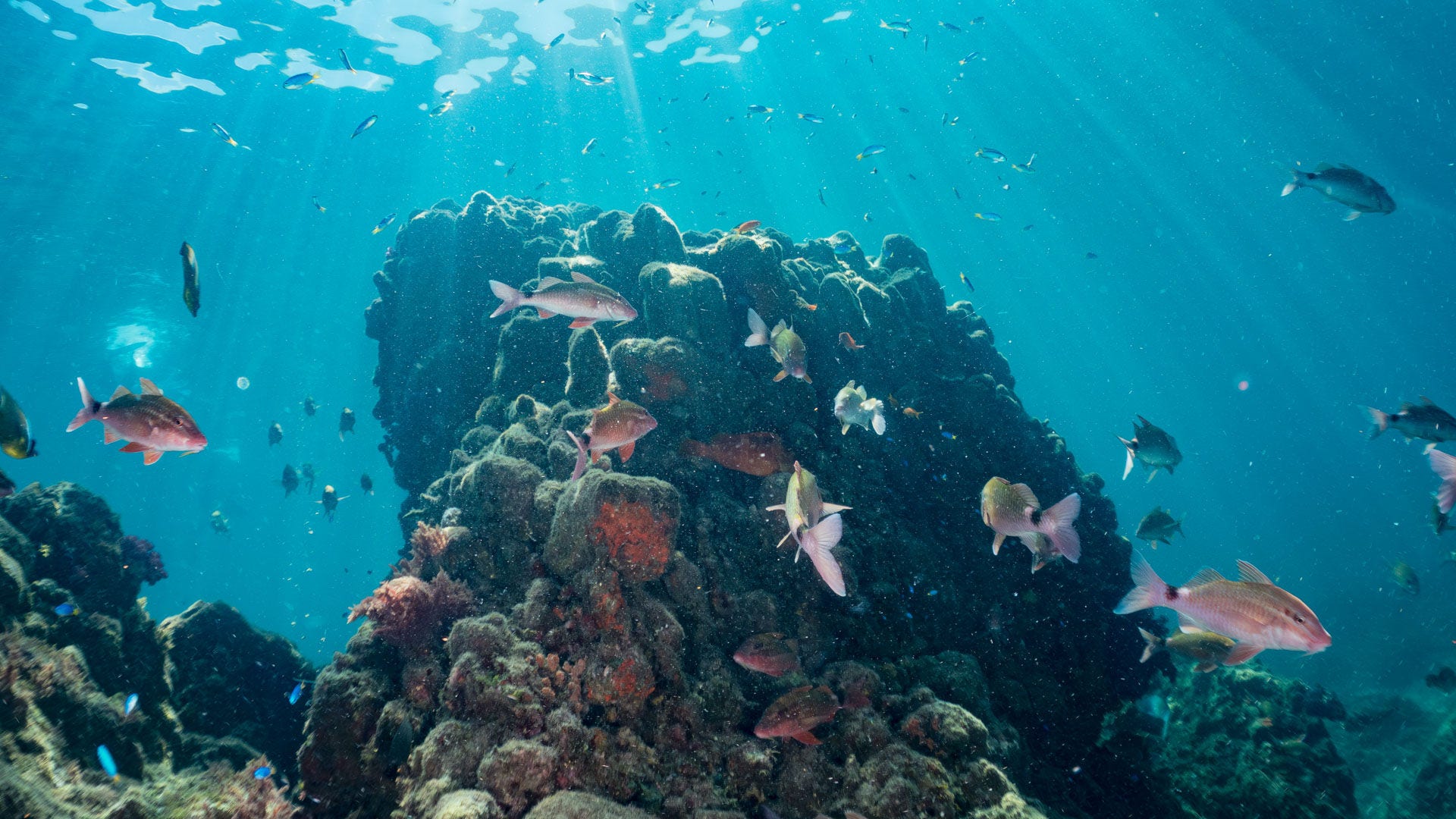 Reef fishes