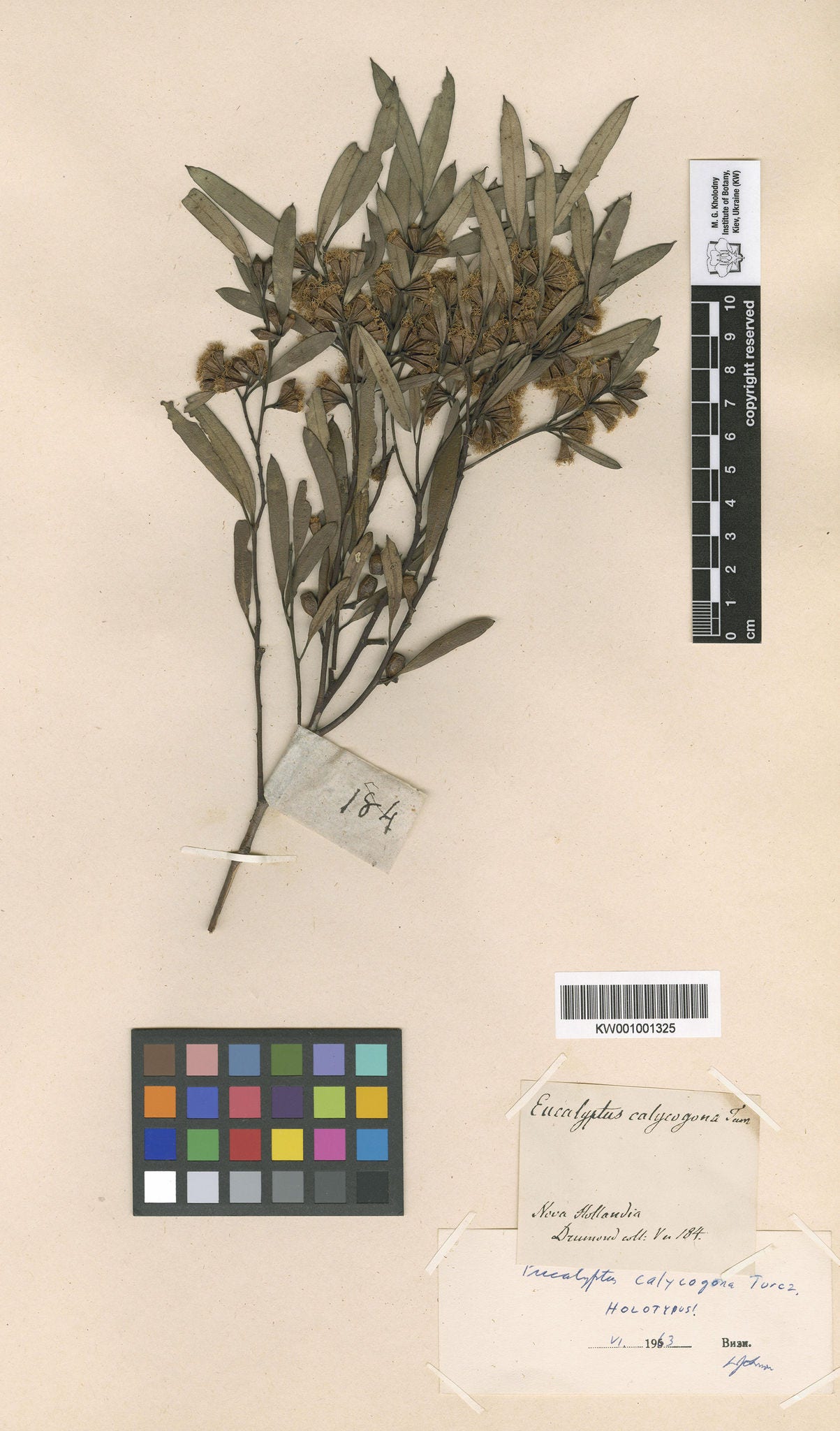 Image of an Australian eucalypt described by Nicolai Turczaninow in 1852 