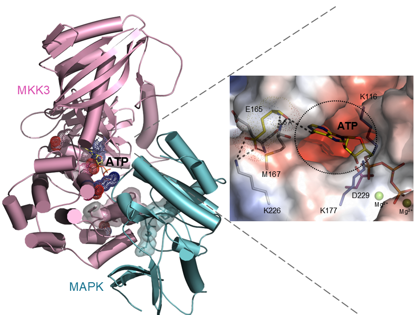 The 3D model of the barley MKK3/MAPK enzyme-substrate complex illustrates the geometry of the ATP binding site, buried within the active site of MKK3.