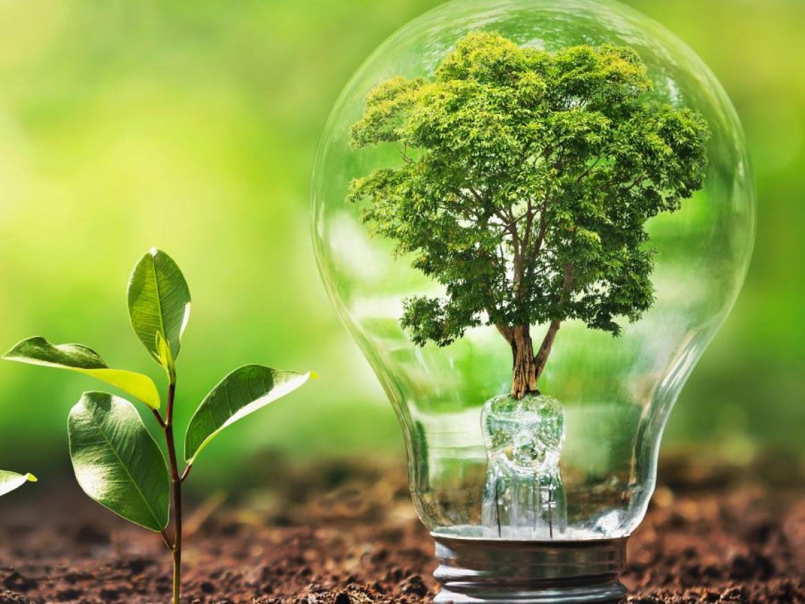 A tree growing in a lightbulb to represent sustainability and technology