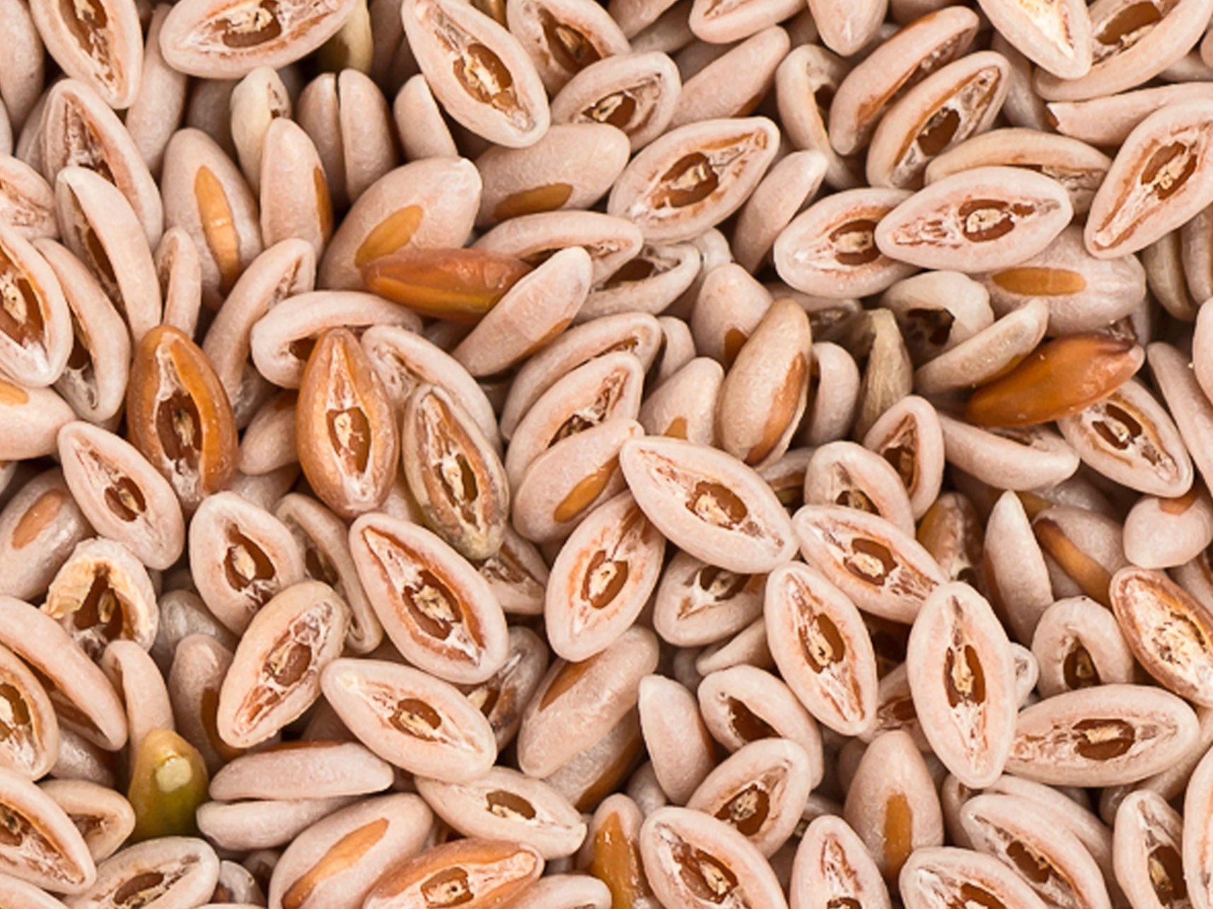 Psyllium grains