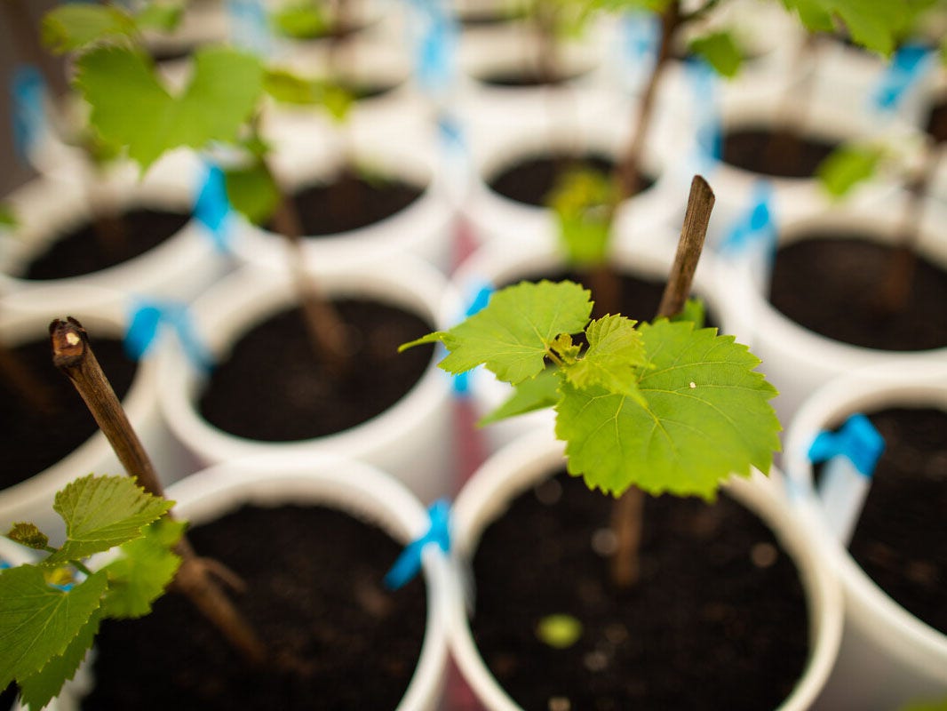 Plants growing in a research setting
