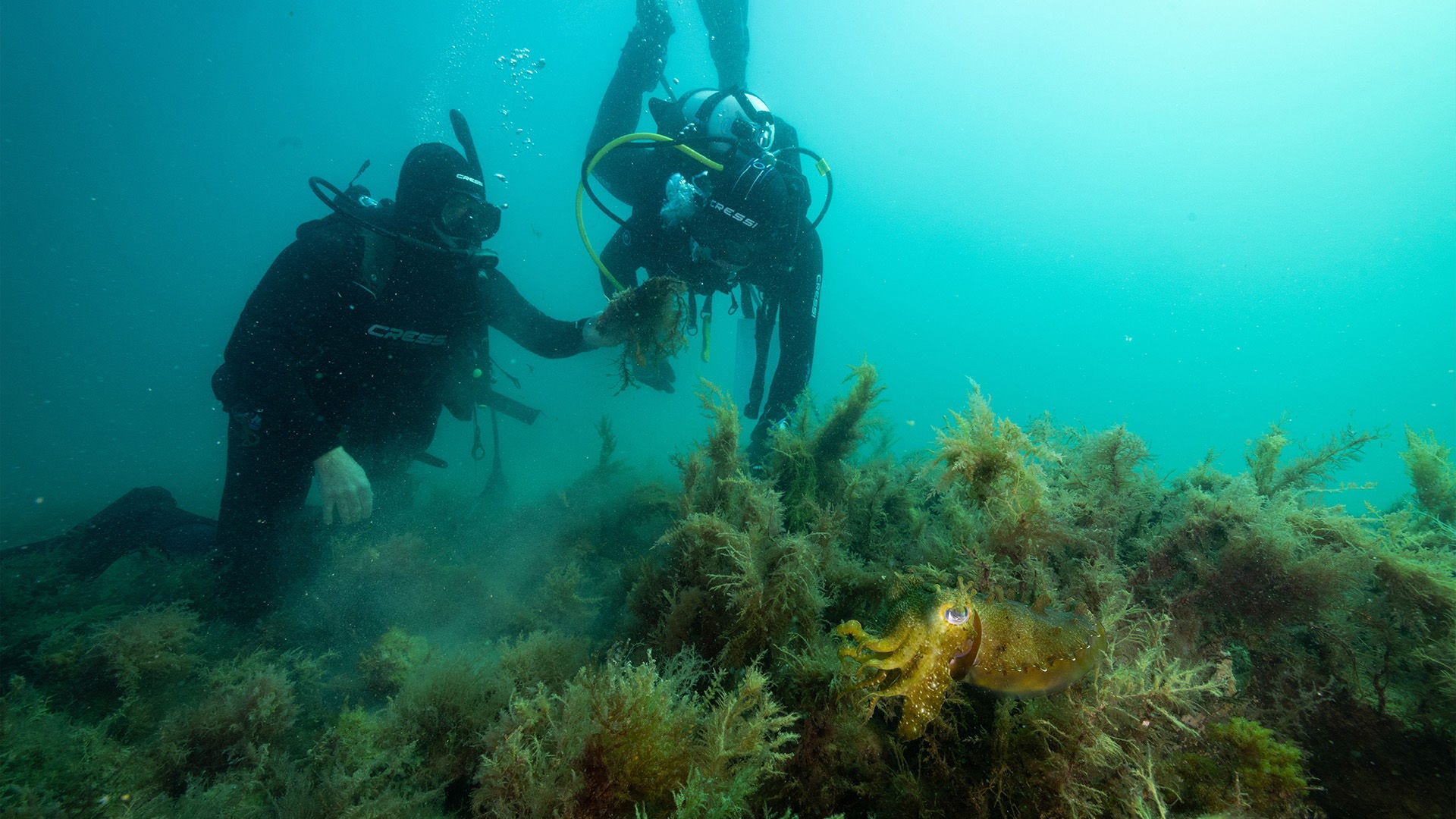 Restoring lost oyster reefs