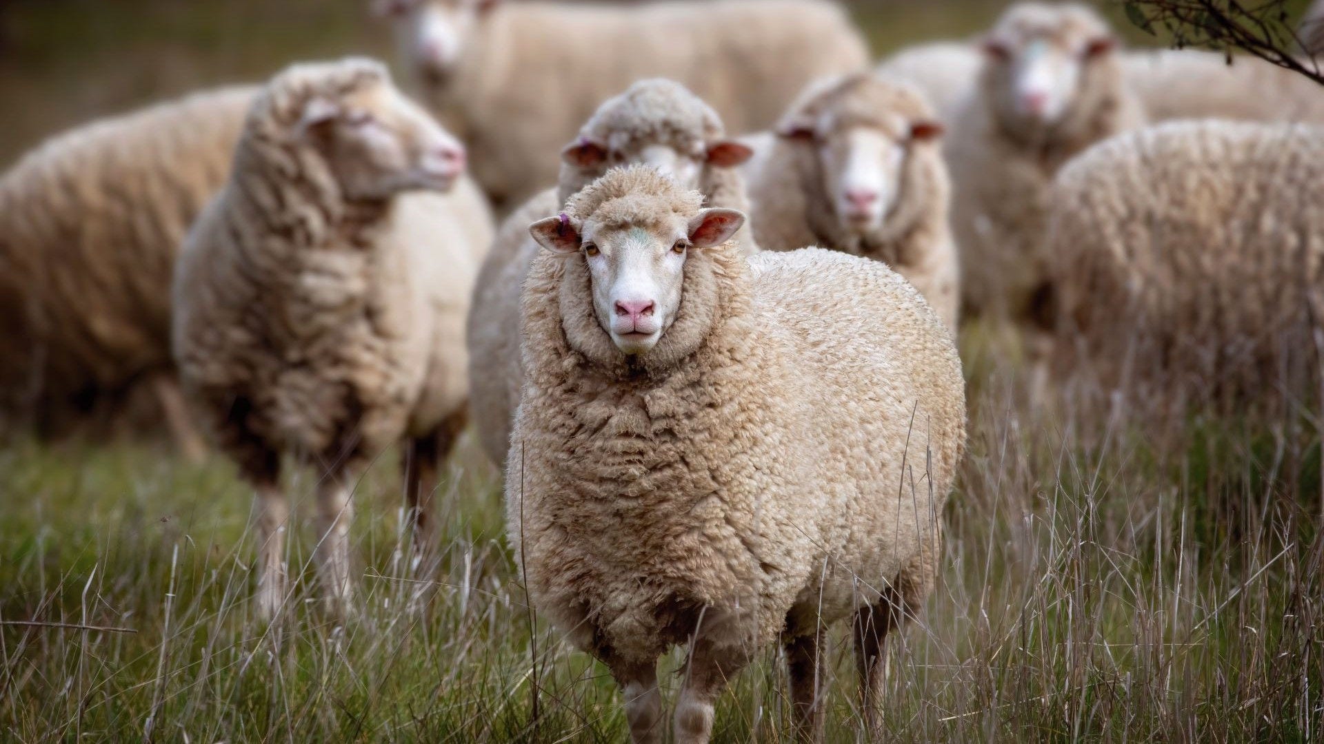 Sheep in paddock